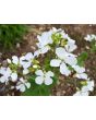 Money Plant AKA Silver Dollar 'Alba' Seeds (Certified Organic)