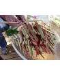 Rhubarb