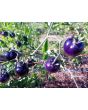 Tomato 'Indigo Rose'
