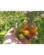 Tomato 'Small Gold Cherry'