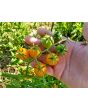 Tomato 'Small Gold Cherry'
