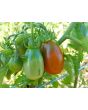 Tomato 'De Barao Chornyy' AKA 'Chocolate Berry' 