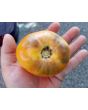 Tomato 'Purple Smudge, Orange Fleshed' 