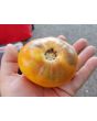 Tomato 'Purple Smudge, Orange Fleshed' 