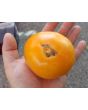 Tomato 'Purple Smudge, Orange Fleshed' 