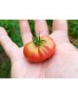 Tomato 'Resi Pink' 