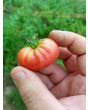 Tomato 'Resi Pink' 