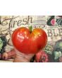 Tomato 'Pink Honey' AKA 'Rozovyi Myod' 
