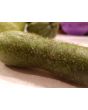 Mao Qua AKA Fuzzy Gourd 