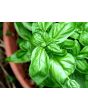 Sweet Basil, Common 