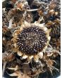 Sunflower 'Lemon Queen' 