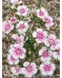 Sweet William 'Single Mixed Colors Pink and Red' Seeds (Certified Organic)