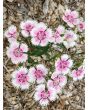 Sweet William 'Single Mixed Colors Pink and Red' Seeds (Certified Organic)