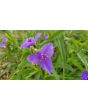 Spiderwort AKA Spider Lily, Purple