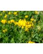 Bird's Foot Trefoil 