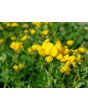Bird's Foot Trefoil 