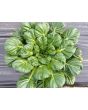Spoon Mustard 'Tatsoi'
