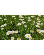 Roman Chamomile 
