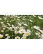 Roman Chamomile 