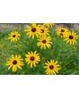 Black-Eyed Susan