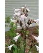 Penstemon, Green-Leaf, White Flowers Seeds (Certified Organic)