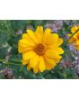 Ox-Eye Sunflower