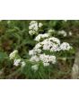 White Yarrow 