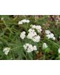 White Yarrow 