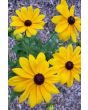 Black-Eyed Susan 'Indian Summer' 