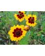 Plains Coreopsis