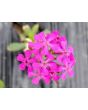 Catchfly/Cottage Pinks/Chimney Pinks Seeds (Certified Organic)