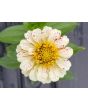 Zinnia 'Candy Cane Mix' 