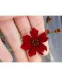 Plains Coreopsis 'Dwarf Red' AKA 'Mahogany Midget' 