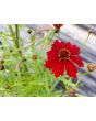 Plains Coreopsis 'Dwarf Red' AKA 'Mahogany Midget' 