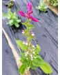 Salvia 'Marble Arch Rose' 