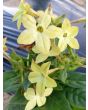 Flowering Tobacco, Lime Green and White Mix