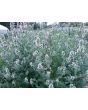 Herb 'Catnip' Plant (4" Pot)