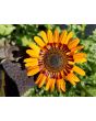 Cape Daisy AKA Monarch of the Veldt ‘Orange Prince’ 