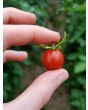 Tomato 'Koralik' 