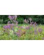 Blue Vervain