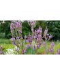Blue Vervain