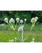 Rattlesnake Master 