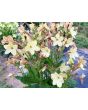 Flowering Tobacco, Lime Green and White Mix