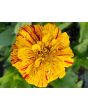 Zinnia 'Candy Cane Mix' 