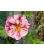 Zinnia 'Candy Cane Mix' 