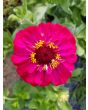 Zinnia 'Candy Cane Mix' 