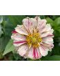 Zinnia 'Candy Cane Mix' 