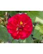 Zinnia 'Candy Cane Mix' 