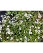 Baby's Breath 'Covent Garden'