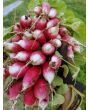 Radish 'French Breakfast'